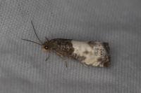 Notocelia cynosbatella
