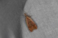 Dichomeris derasella