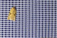 Acleris ferrugana/notana