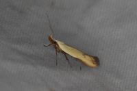 Mesophleps silacella