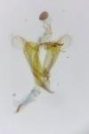Coleophora lassella