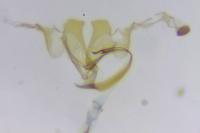 Coleophora lassella
