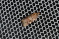 Argyrotaenia ljungiana