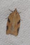 Clepsis spectrana