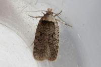 Agonopterix curvipunctosa