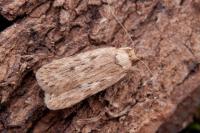 Depressaria radiella