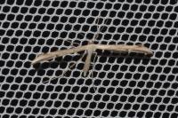 Emmelina monodactyla