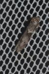 Blastobasis glandulella