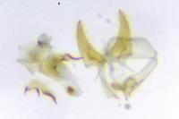 Zimmermannia longicaudella