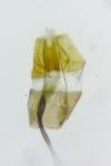 Coleophora striatipennella