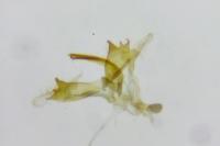 Coleophora striatipennella