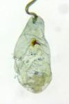 Blastobasis glandulella
