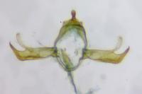 Blastobasis phycidella