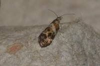 Tebenna micalis