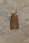 Pexicopia malvella