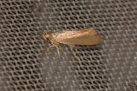 Crassa unitella