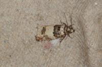 Epinotia thapsiana