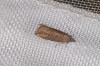 Bactra venosana