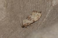 Neocochylis molliculana