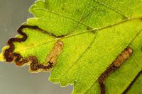 Stigmella ulmivora