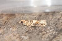 Crocidosema plebejana