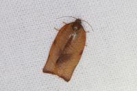Cacoecimorpha pronubana