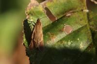 Diurnea lipsiella