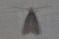 Eurodachtha pallicornella