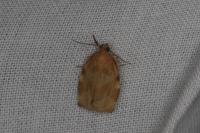 Archips xylosteana