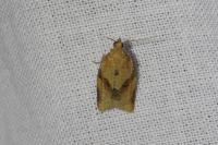 Clepsis consimilana