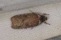 Agonopterix cnicella