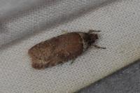 Agonopterix cnicella