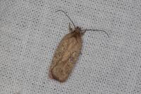 Agonopterix subpropinquella