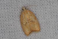 Acleris forsskaleana