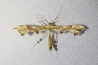 Cnaemidophorus rhododactylus