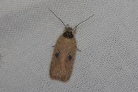 Agonopterix subpropinquella