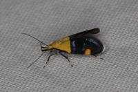 Oecophora bractella