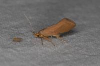 Crassa unitella
