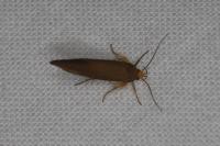 Crassa unitella