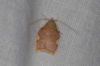 Carcina quercana