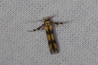 Stathmopoda pedella