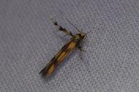 Stathmopoda pedella