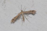 Oxyptilus laetus