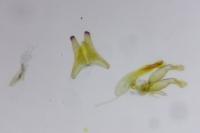 Oxyptilus laetus