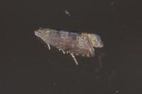 Grapholita funebrana