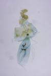 Grapholita funebrana