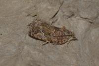Eudemis profundana