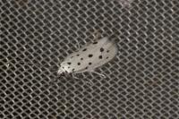 Ethmia dodecea