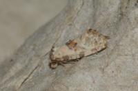 Neocochylis molliculana