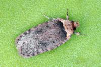 Agonopterix ferulae